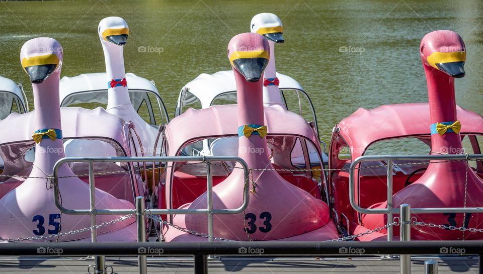 Pinky ducks