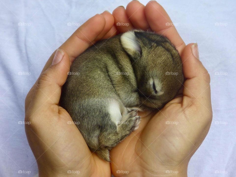 Beautiful baby rabbit