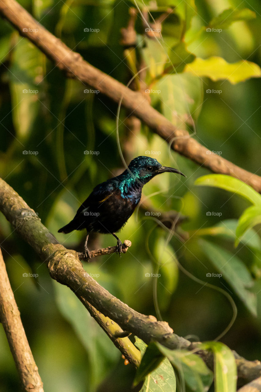 Sunbird