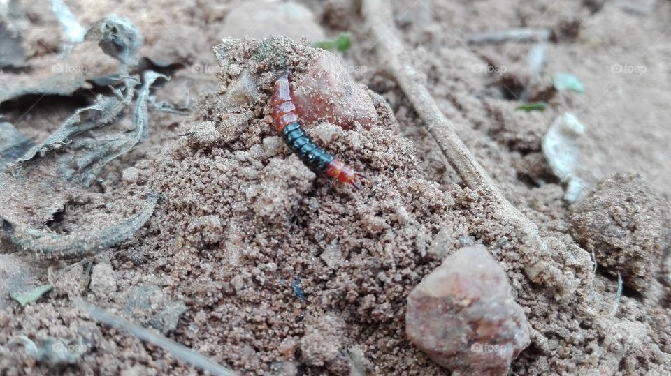 a colourful worm