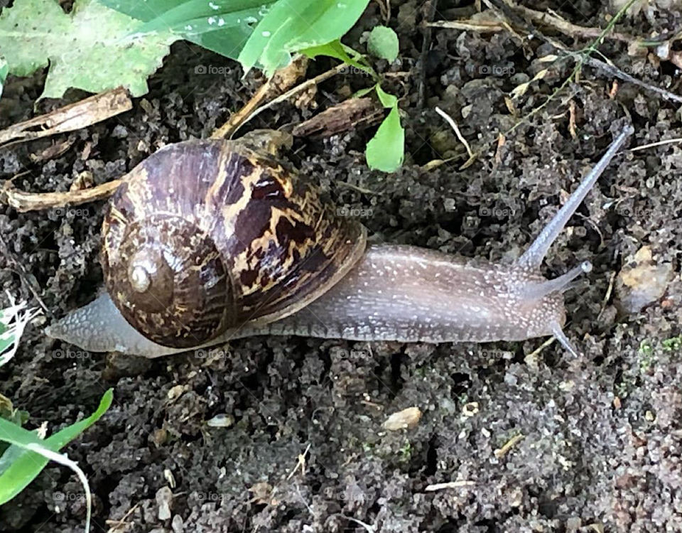 Snail