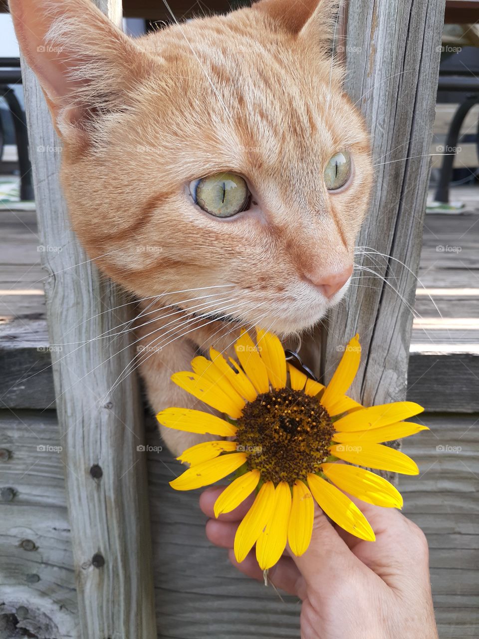 Sunflower Tabby