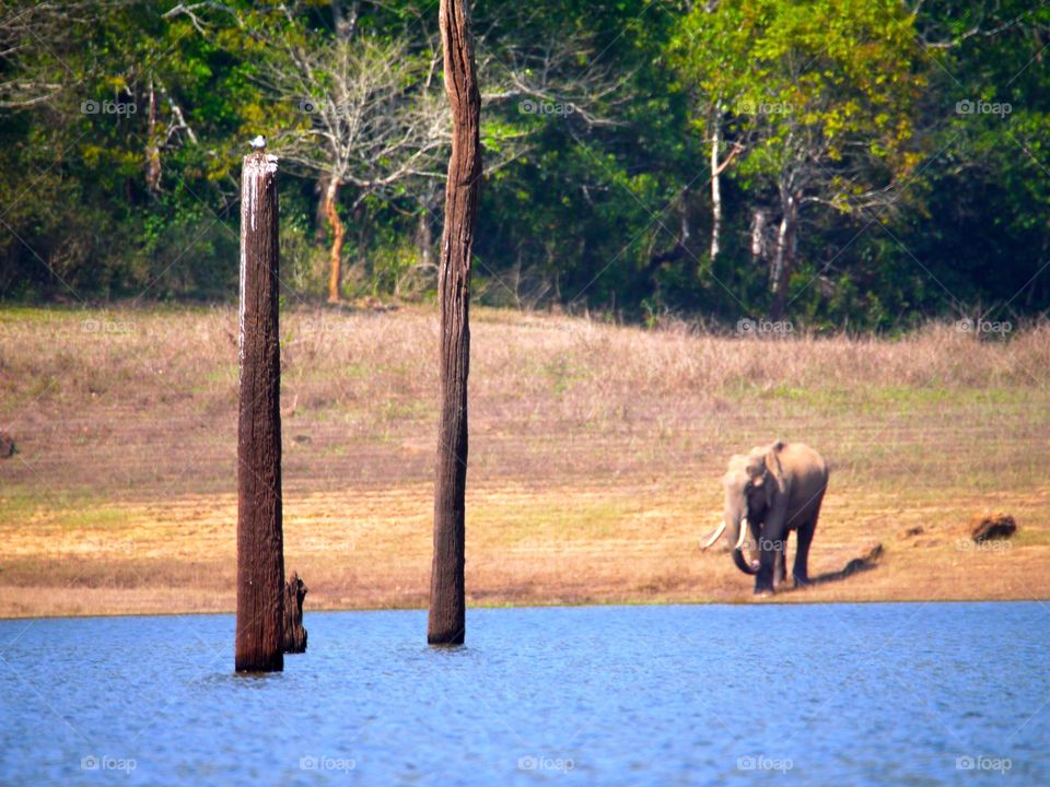 Elephant in Peryaar Wildlife Sanctuary 