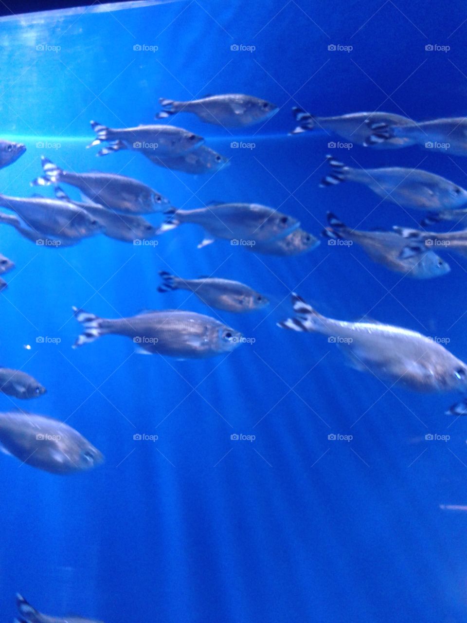 fish in aquarium. zoo in Omaha
