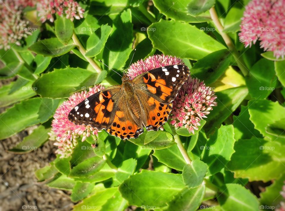 Painted lady Butterfly