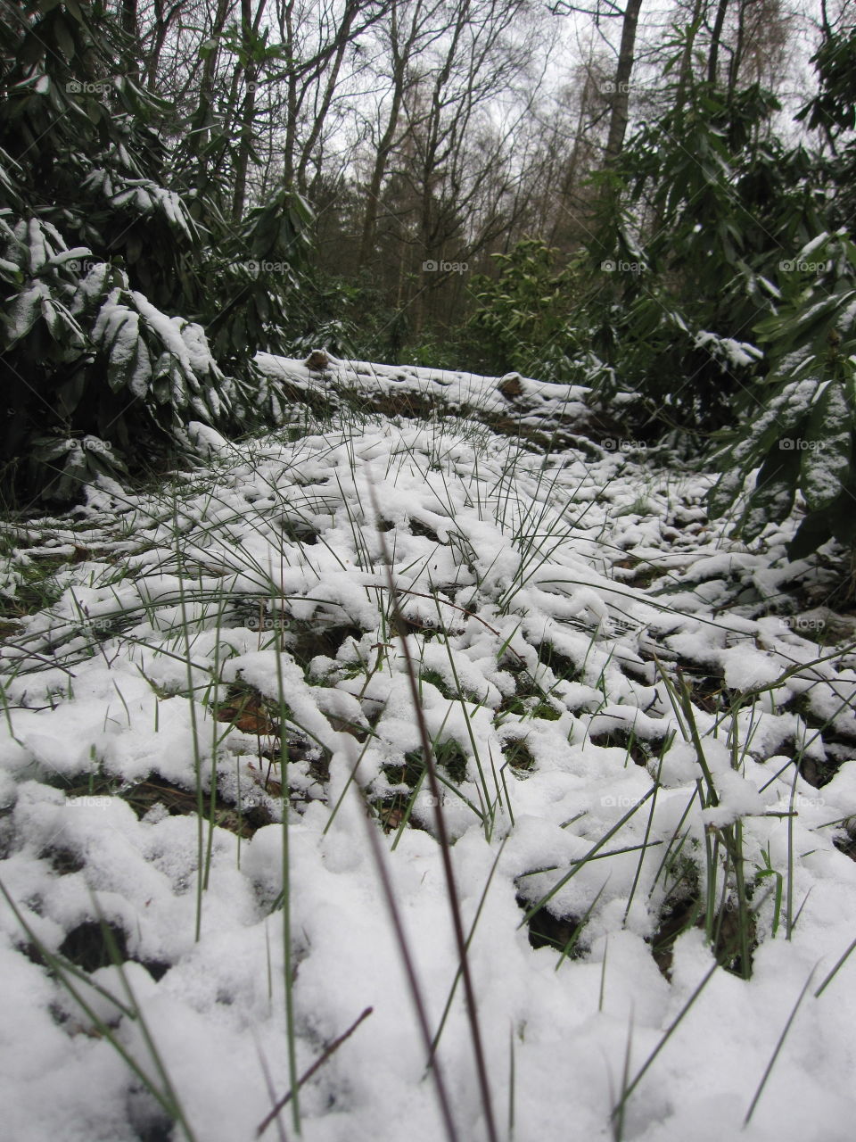 Frozen Ground