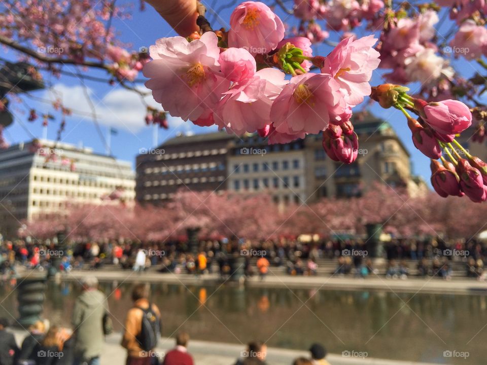 Kungsträdgården