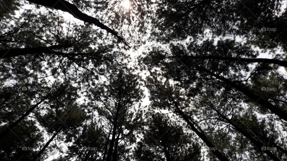 Welcome To The Jungle