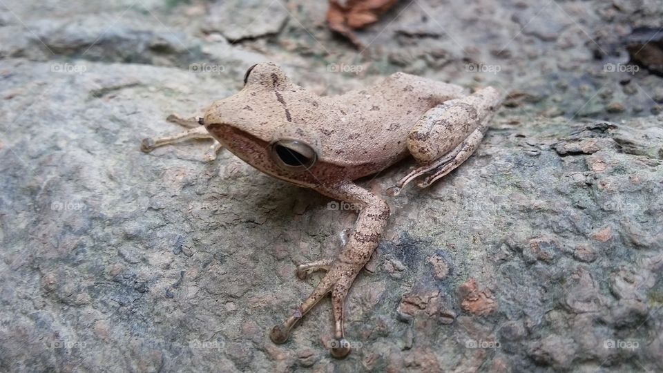 The Common tree frog, also called Four­lined tree frog or Golden Tree frog, is widely spread around Southeast Asia. This Amphibian spends most of its time jumping around the canopy using its powerful legs and long digits with adhesive pads.