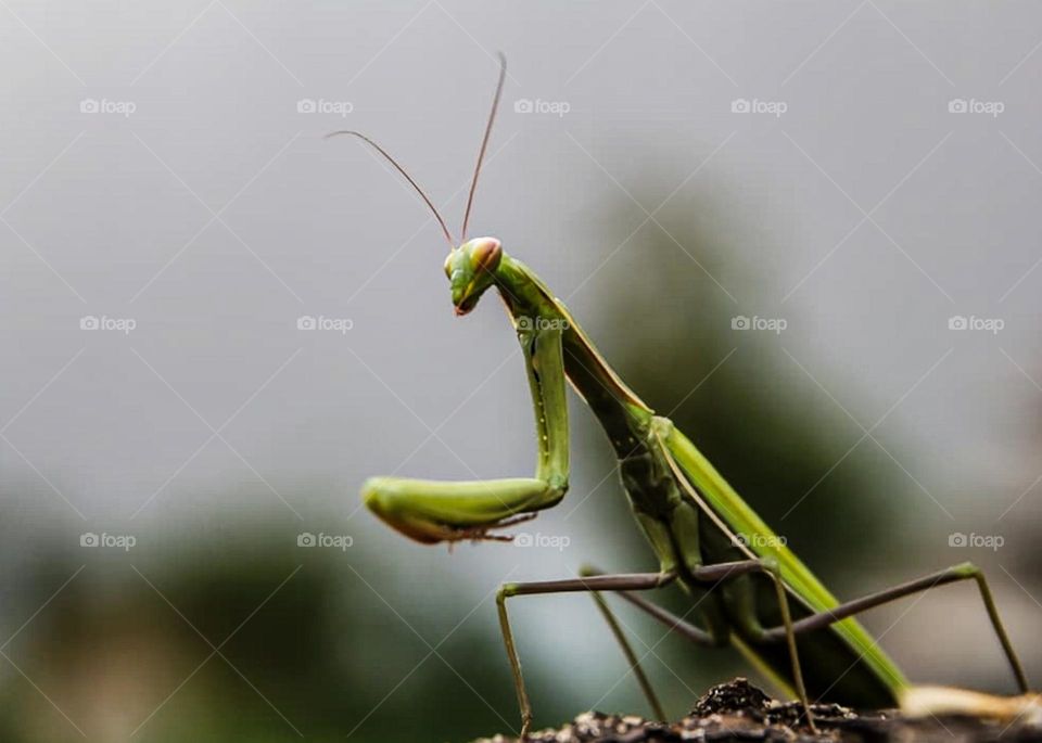 green praying mantis