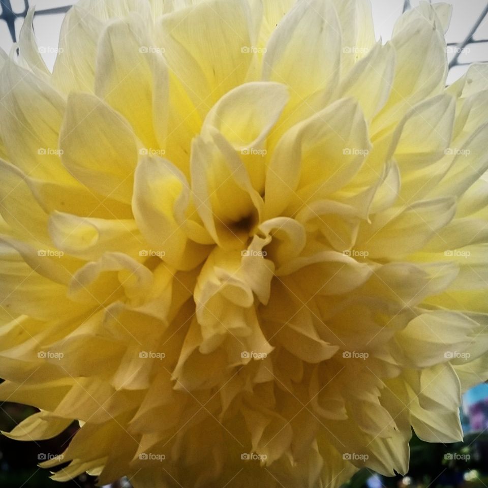 chrysanthemum. trip to the local nursery