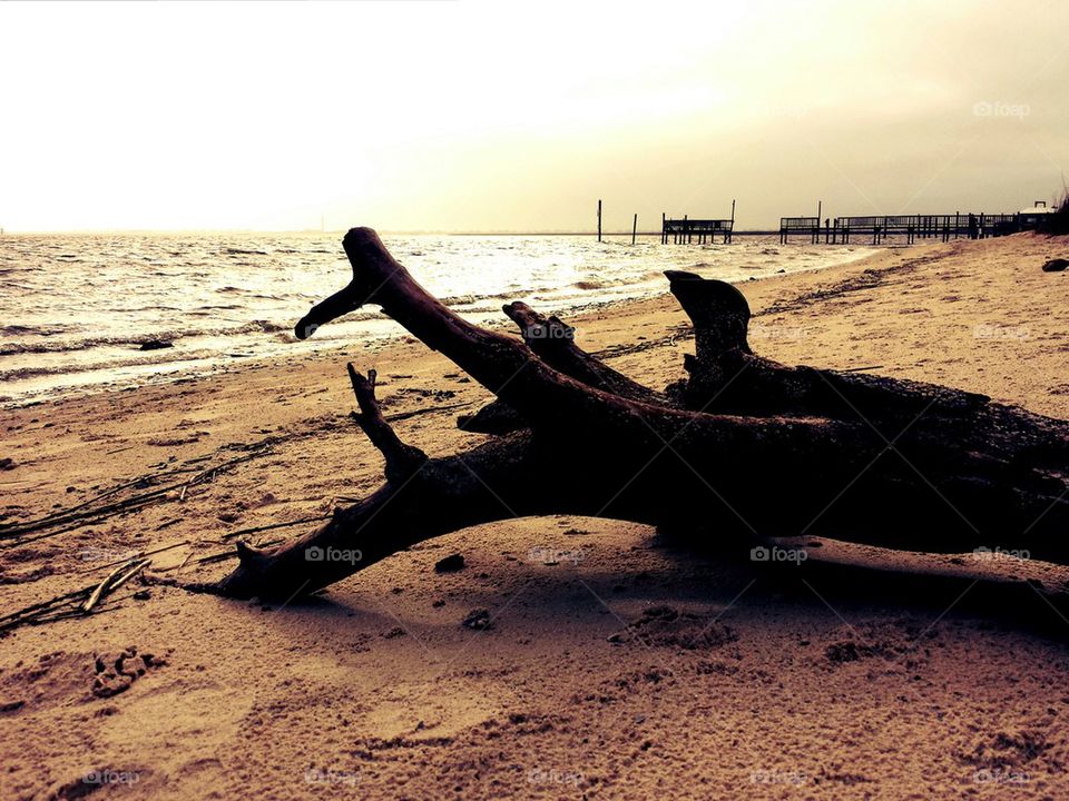 Drift wood