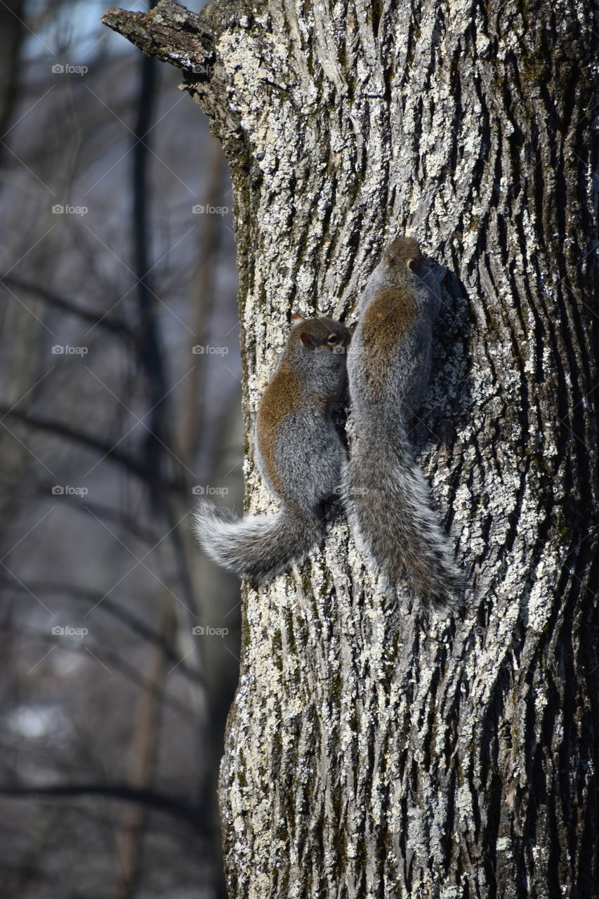 Squirrels