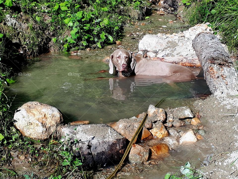 A Weimaraner is having a break on a hot summer day in a mountain stream