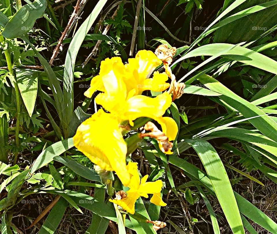 photo of a pretty yello flower