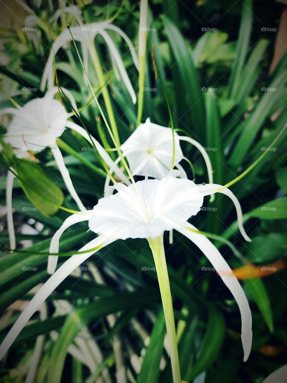 white flower