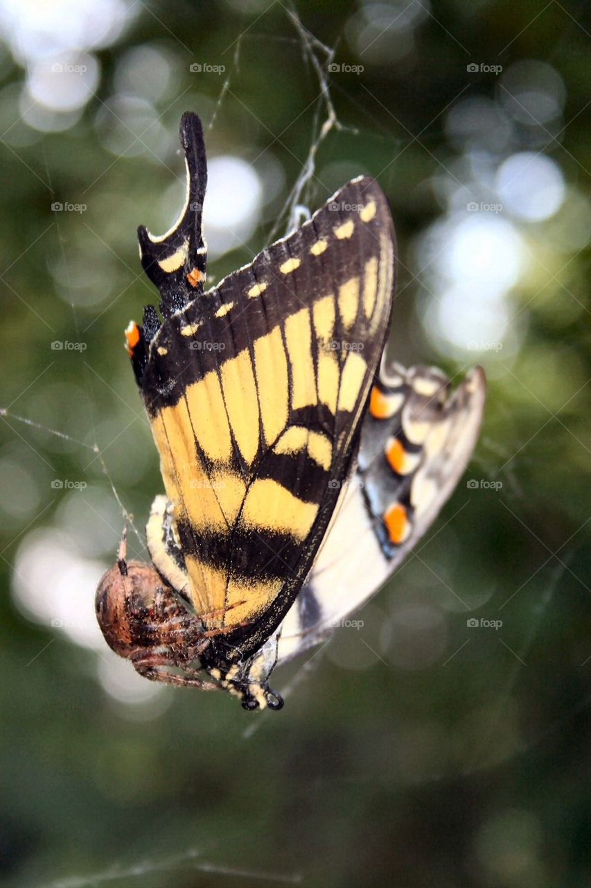 Spider Feasting on Monarch Butterfly