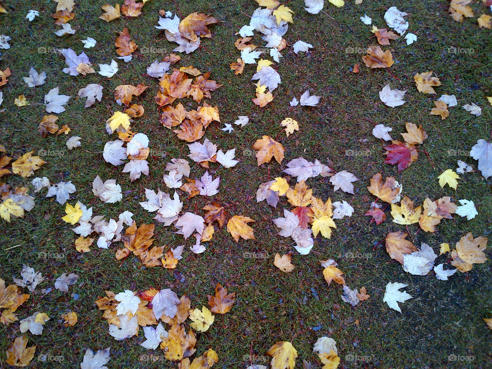 leaf fall canada vancouver by grobari2002
