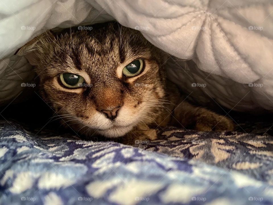 A brown tabby cat hiding under a blanket