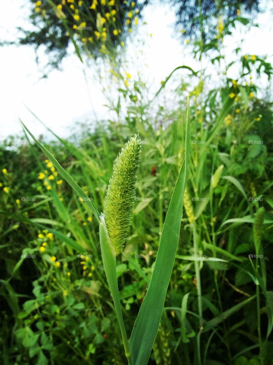 grass