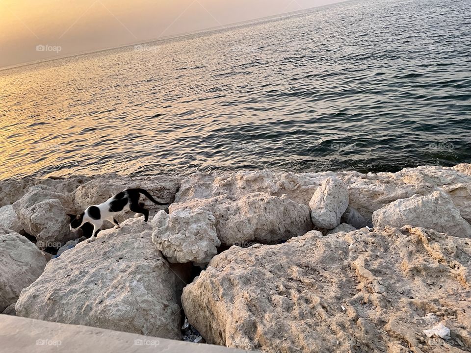 Street cat in the sea side