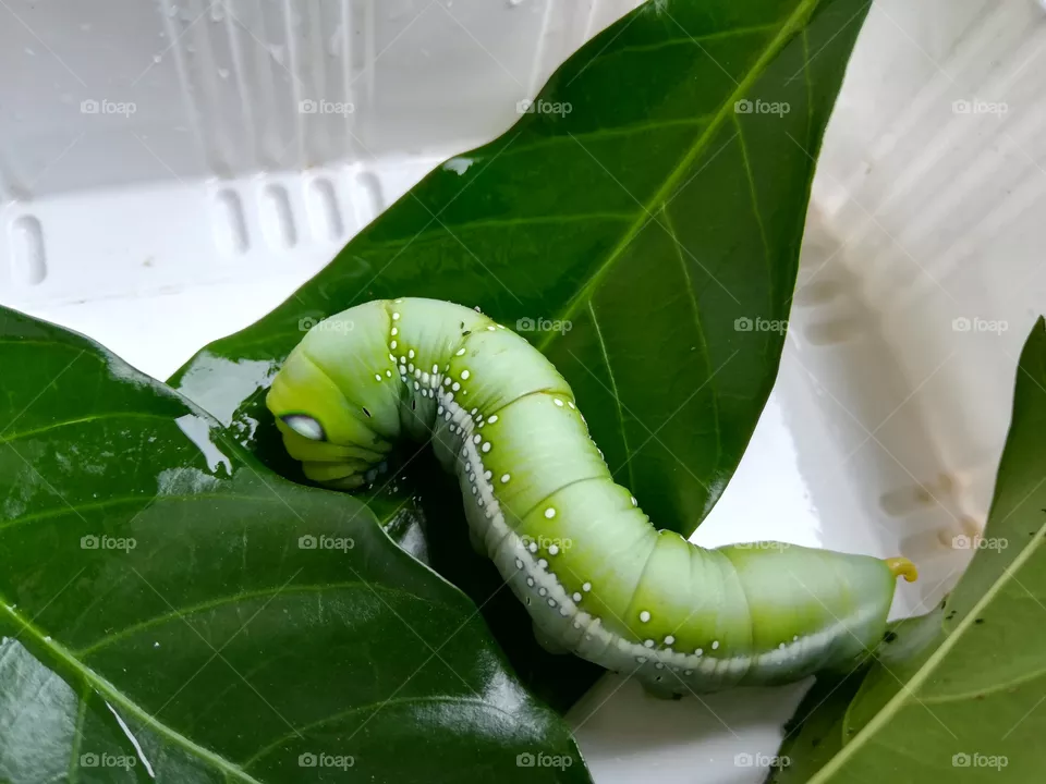 Poison eating caterpillar (hawkmoth caterpillar), green caterpillar