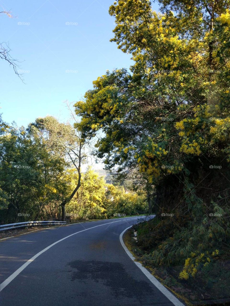 Road, Tree, No Person, Asphalt, Guidance
