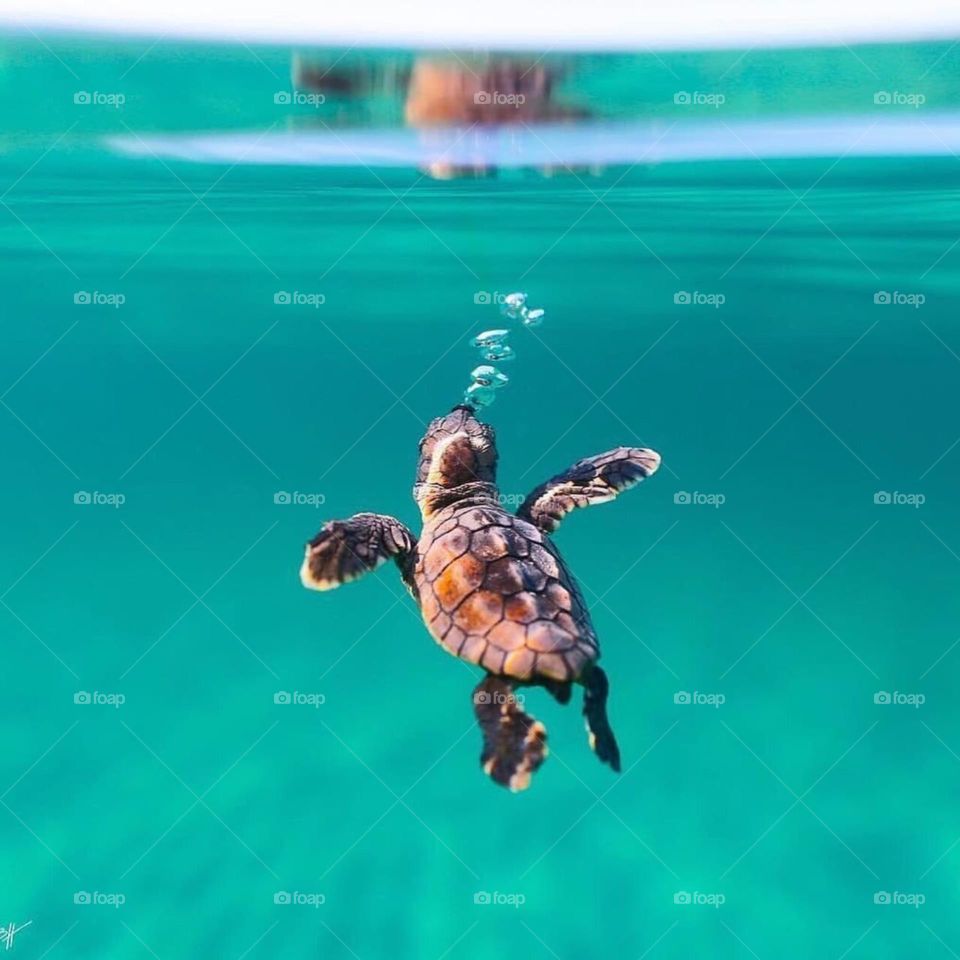 🥰Baby turtle 😘 🐢(Loggerhead Turtle)