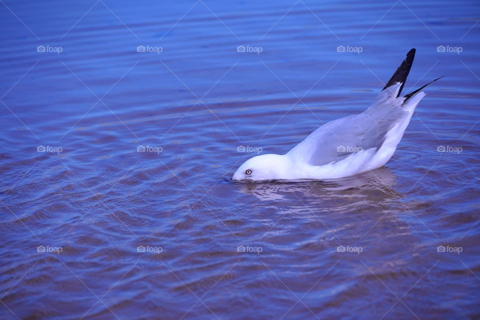 Black-billed Gull #4