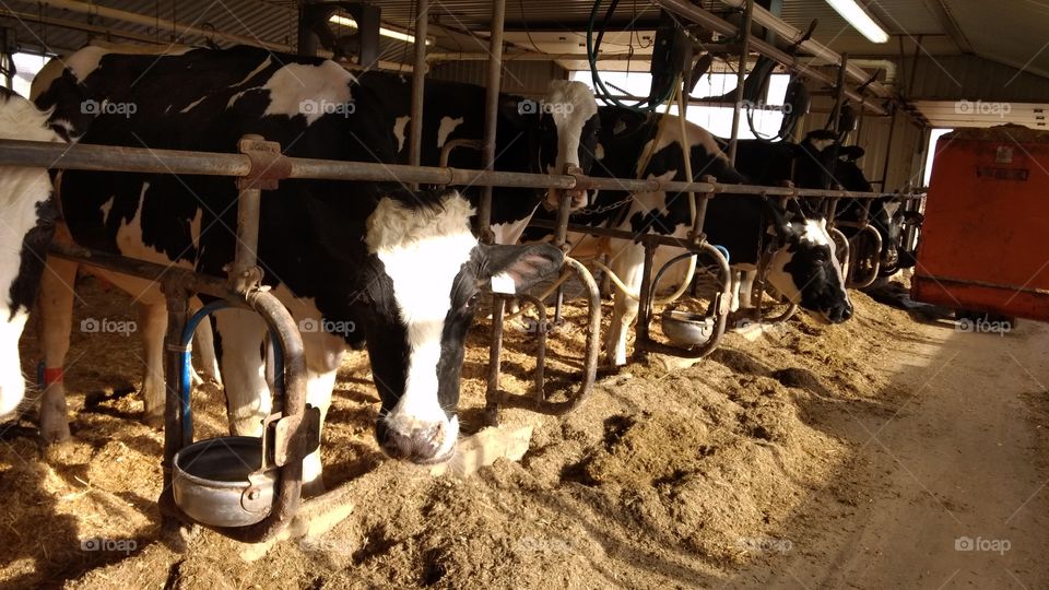 Agriculture, Cattle, Livestock, Farm, Mammal