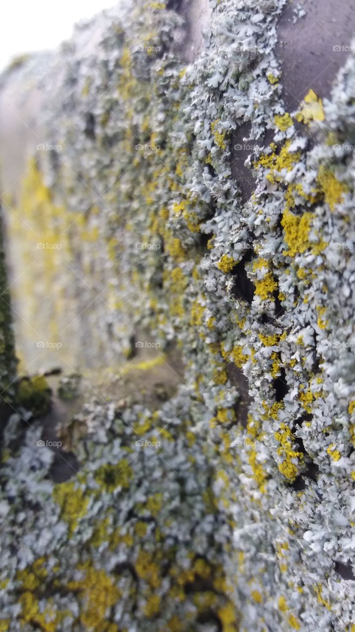 winter lichens