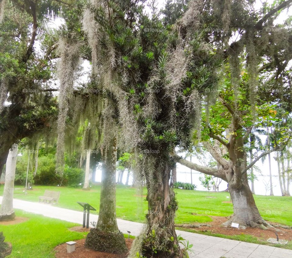 Spanish moss