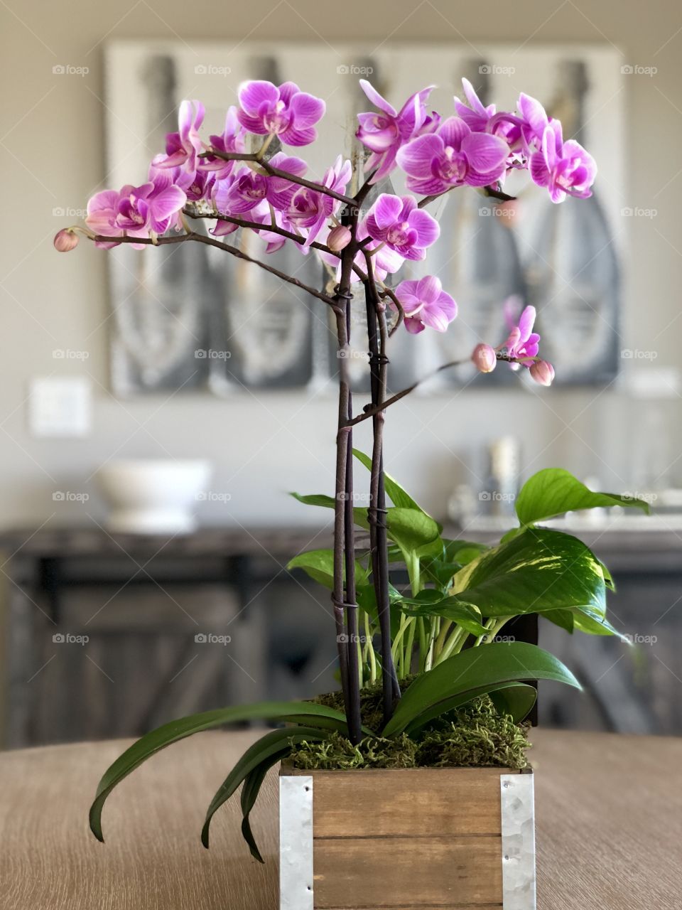 Foap Mission Crazy Plant People! Remarkable Purple Orchid With Champagne Background!