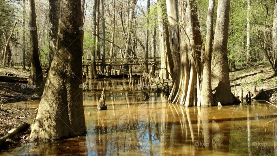 Wood, Nature, Water, Tree, River