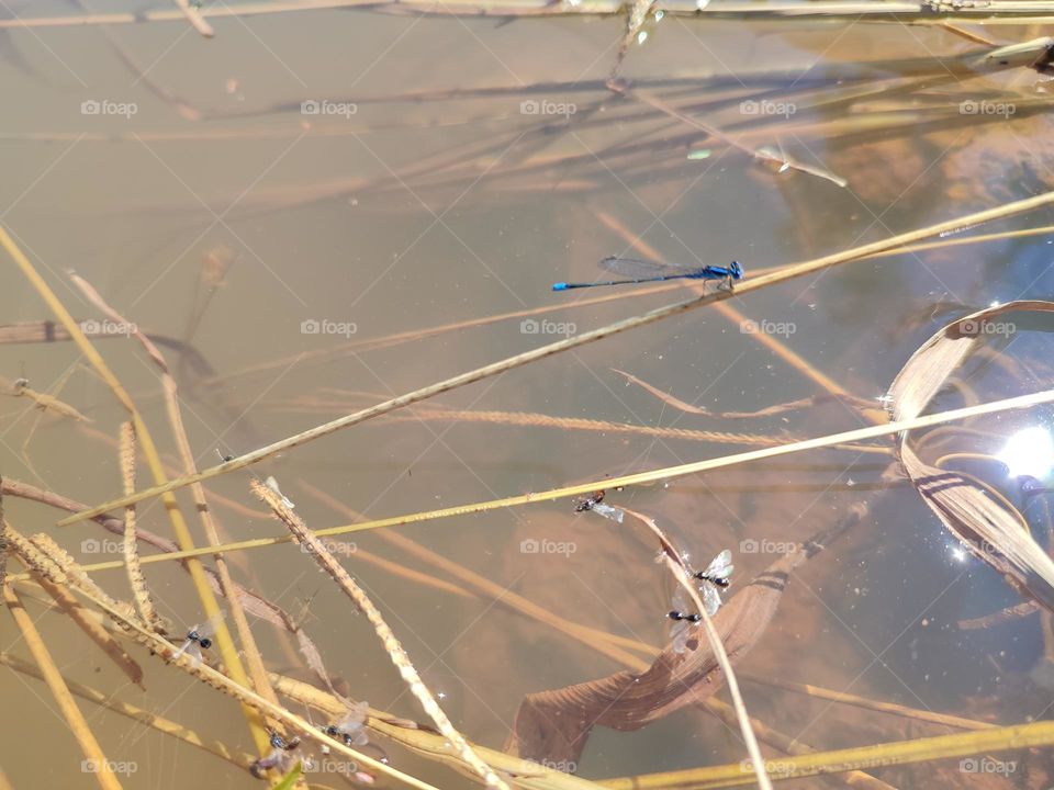 Blue Dragonfly on the river