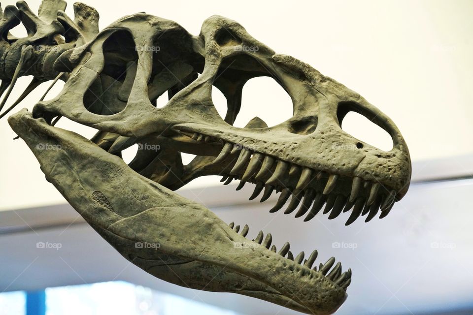 Allosaurus Skull