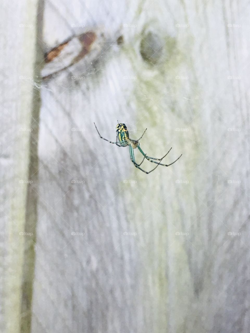 Emerald and yellow Spider