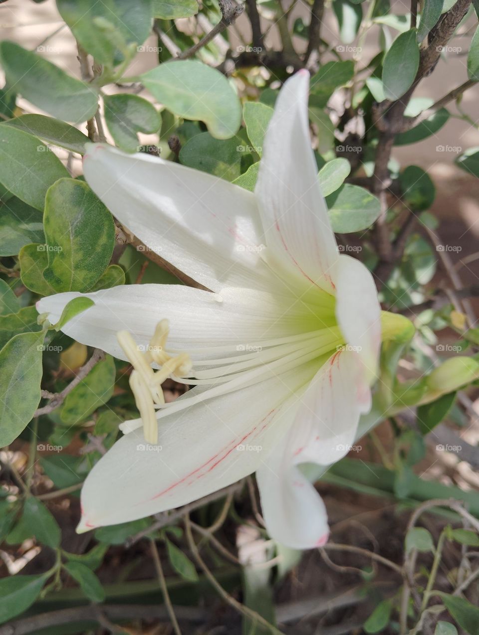 white flower beautiful seasonal nature looks very beautiful generally found everywhere