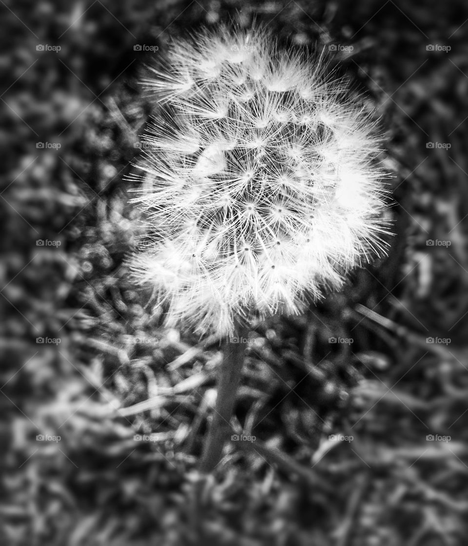 Dandelion
