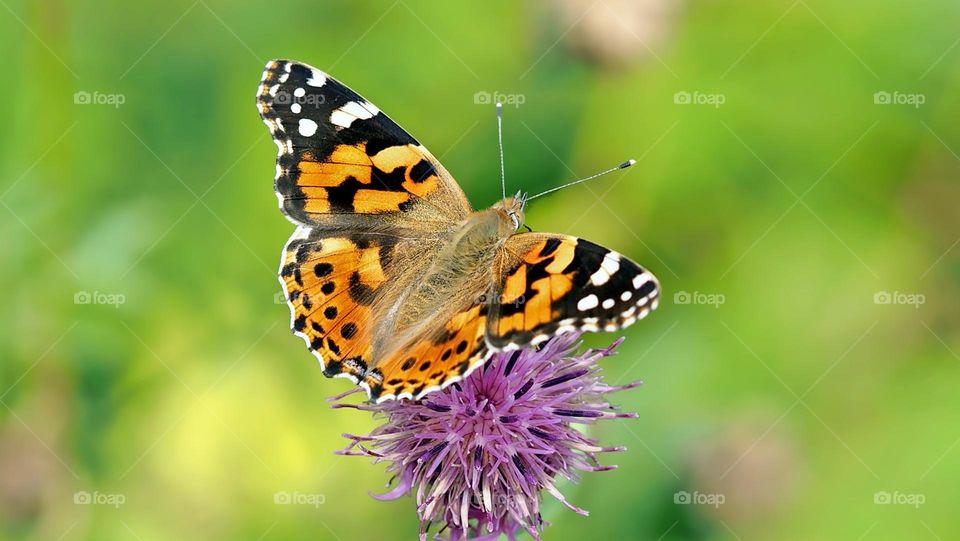 Beautiful and colourful butterfly