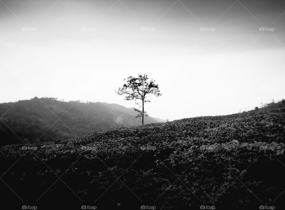 Alone Tree