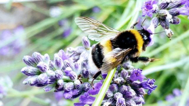 bee