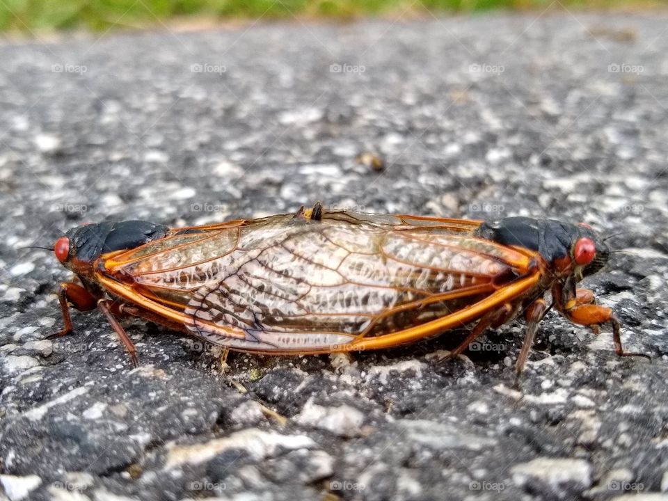 Brood X Cicada Mating