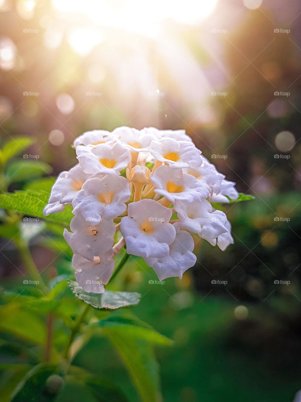 Flowers are very beautiful plants to look at