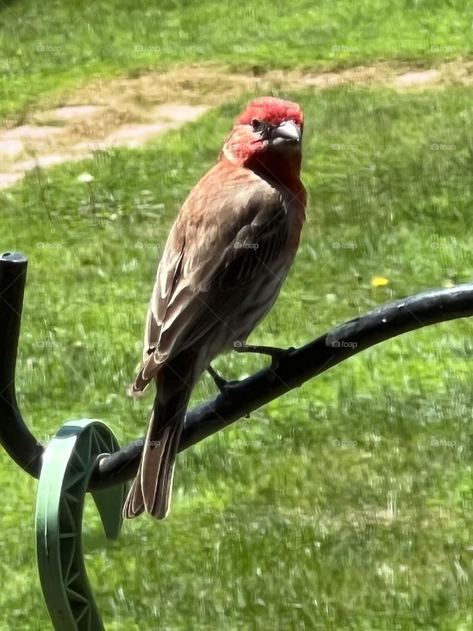 Finch at my feeder. Pretty bird