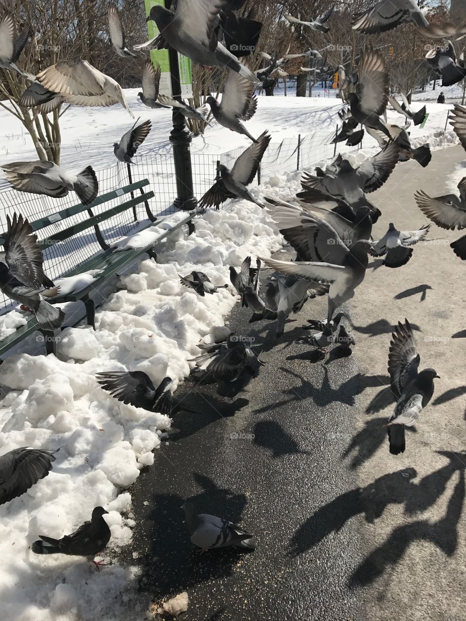Disturbed pigeons 