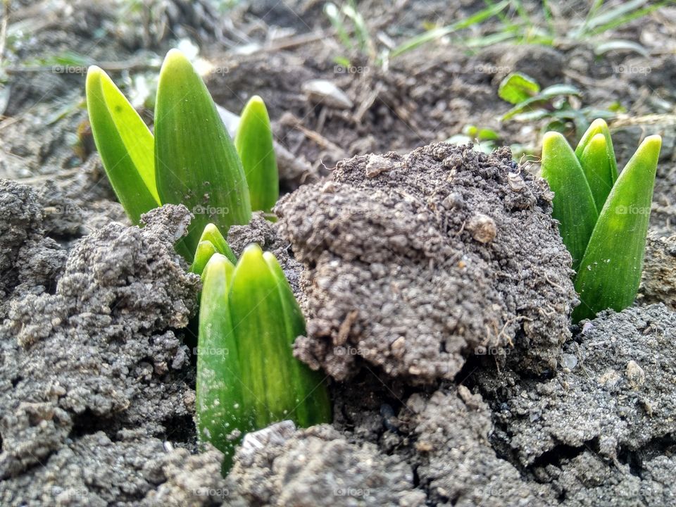 first signs of sрring by foaр missions, germination of the first leaves of hyacinths!