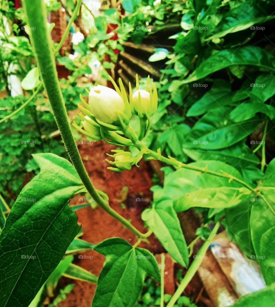 Arabian jasmine Mogra
