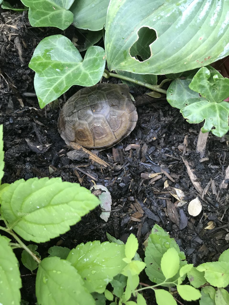 Turtle in the garden