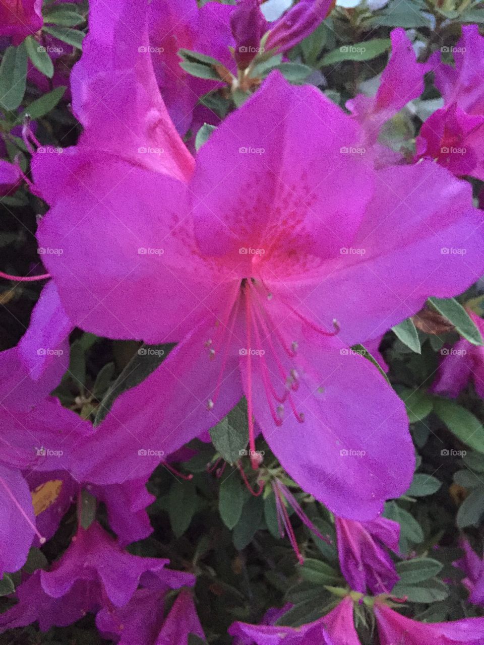 Pink flower